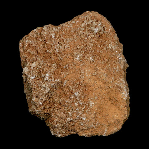 3.2" Dorycrinus Cornigerus Crinoid Fossil Mississippian Age Burlington Iowa - Fossil Age Minerals