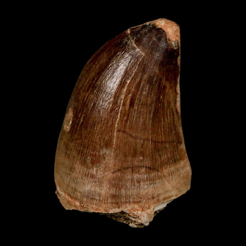 1.8" Mosasaur Prognathodon Fossil Tooth Cretaceous Dinosaur Era COA & Stand