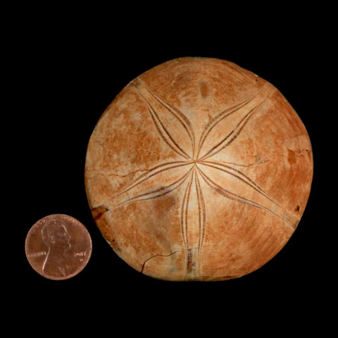 64MM Pygurus Marmonti Sea Urchin Fossil Sand Dollar Jurassic Age Madagascar - Fossil Age Minerals