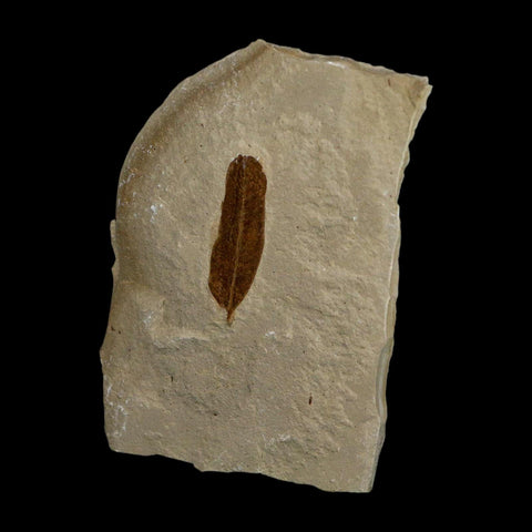 1.1" Caesalpinia Pecorae Divi Divi Trees Fossil Plant Leaf Eocene Age Uintah Utah - Fossil Age Minerals