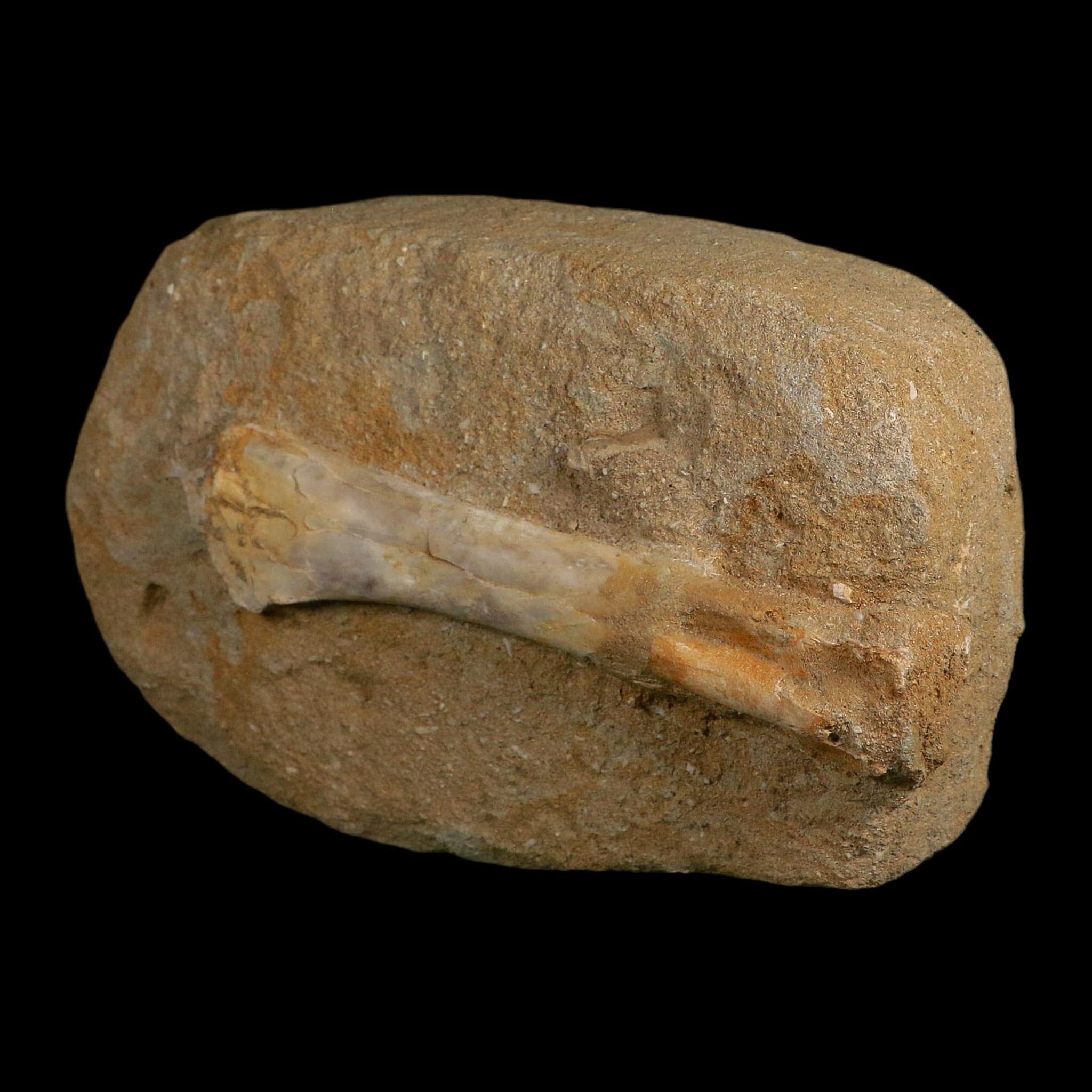 4.6" Pterosaur Tethydraco Regalis Fossil Bones Upper Cretaceous Morocco Stand COA