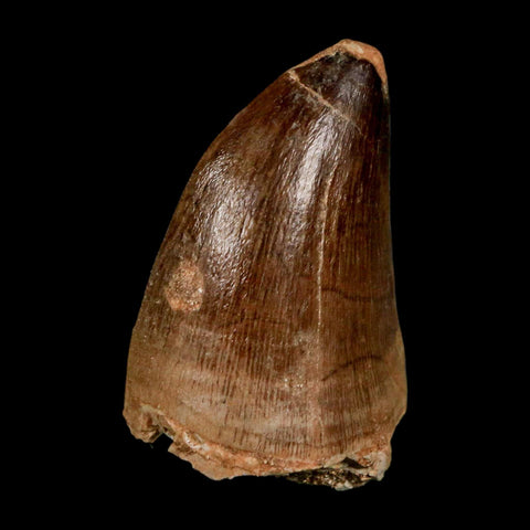 1.8" Mosasaur Prognathodon Fossil Tooth Cretaceous Dinosaur Era COA & Stand