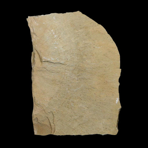 1.1" Caesalpinia Pecorae Divi Divi Trees Fossil Plant Leaf Eocene Age Uintah Utah - Fossil Age Minerals