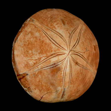 64MM Pygurus Marmonti Sea Urchin Fossil Sand Dollar Jurassic Age Madagascar