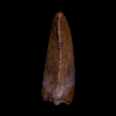 0.8" Nanotyrannus Tyrannosaurus Fossil Tooth Dinosaur Hell Creek MT COA Display - Fossil Age Minerals