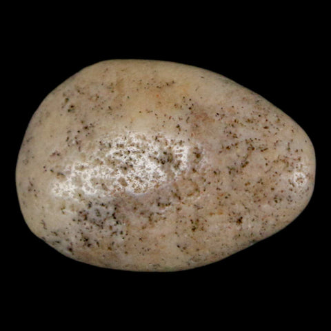 1.1" Sauropod Dinosaur Stomach Stone Gastrolith Rock Gizzard Stone COA - Fossil Age Minerals