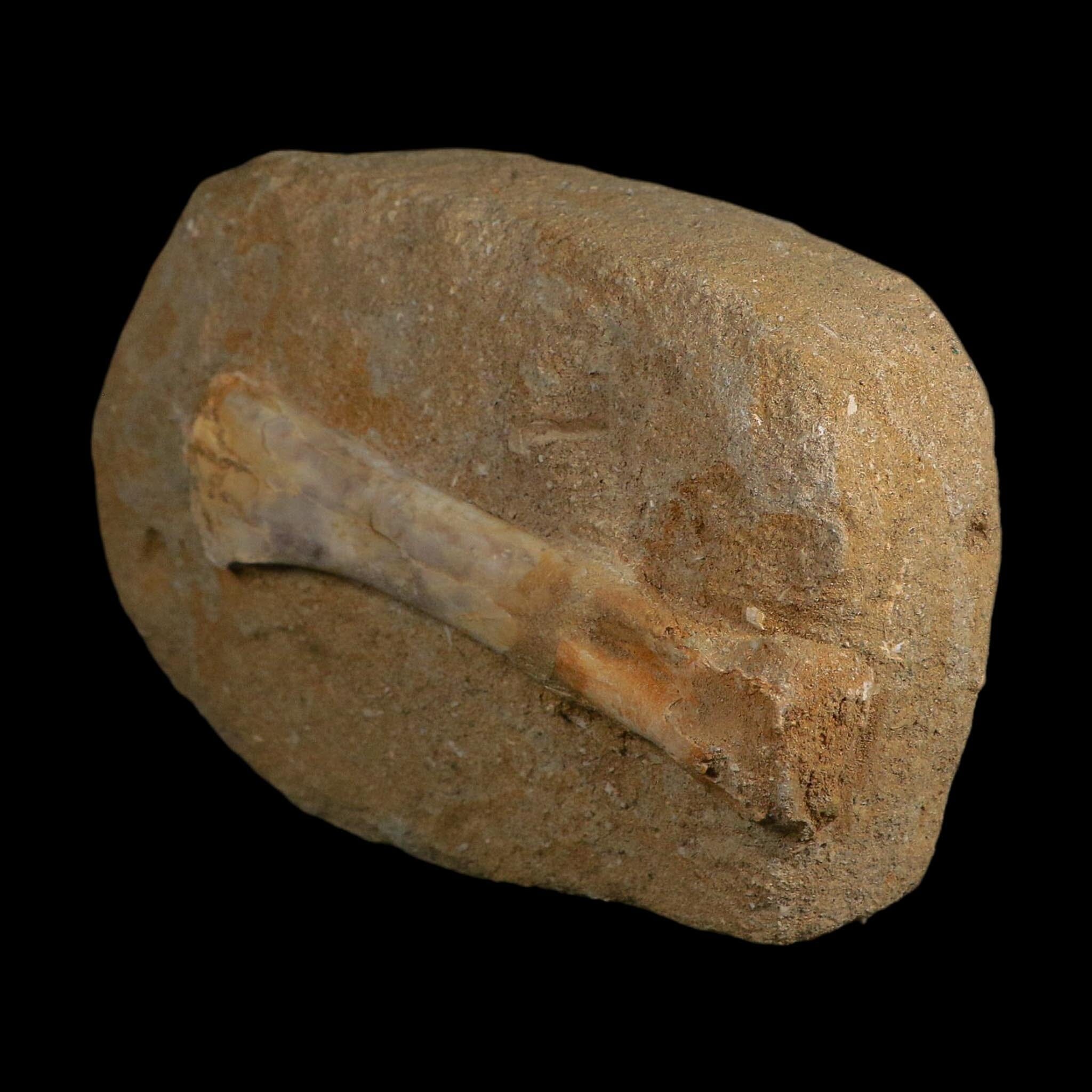 4.6" Pterosaur Tethydraco Regalis Fossil Bones Upper Cretaceous Morocco Stand COA