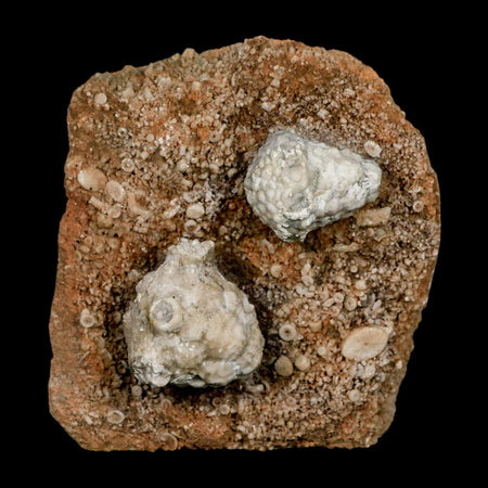 3.1" Actinocrinites Multiradiatus Crinoid Fossil Mississippian Age Burlington, Iowa