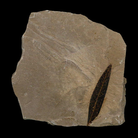 1.5" Detailed Cedrelospermum Nervosum Fossil Plant Leaf Eocene Age Green River FM UT
