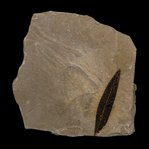 1.5