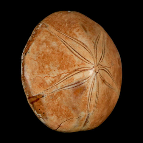 64MM Pygurus Marmonti Sea Urchin Fossil Sand Dollar Jurassic Age Madagascar - Fossil Age Minerals