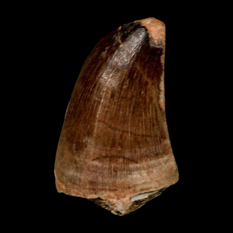 1.8" Mosasaur Prognathodon Fossil Tooth Cretaceous Dinosaur Era COA & Stand