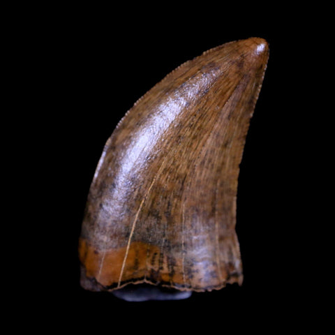 0.8" Nanotyrannus Tyrannosaurus Fossil Tooth Dinosaur Hell Creek MT COA Display - Fossil Age Minerals