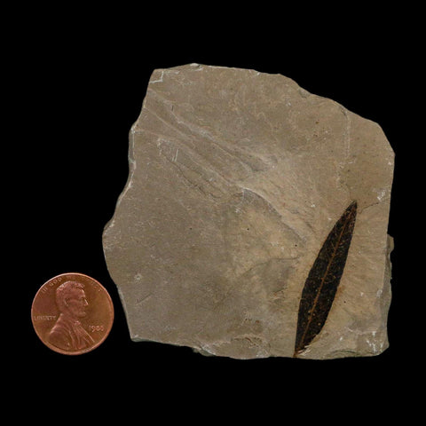 1.5" Detailed Cedrelospermum Nervosum Fossil Plant Leaf Eocene Age Green River FM UT - Fossil Age Minerals