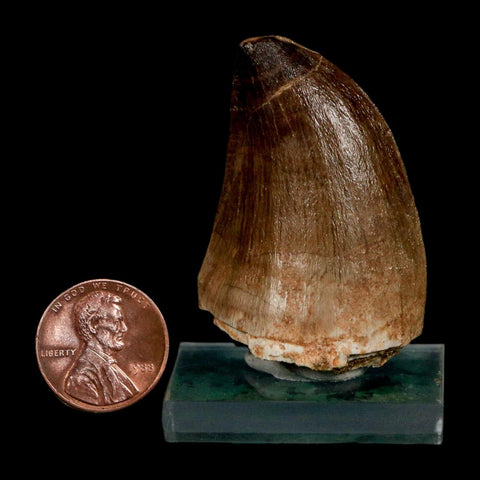 1.8" Mosasaur Prognathodon Fossil Tooth Cretaceous Dinosaur Era COA & Stand