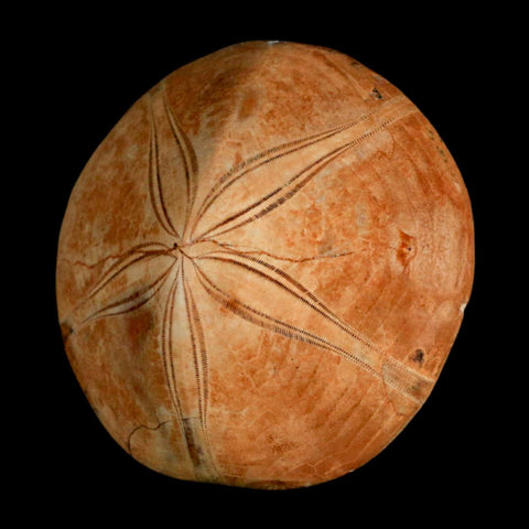 64MM Pygurus Marmonti Sea Urchin Fossil Sand Dollar Jurassic Age Madagascar - Fossil Age Minerals