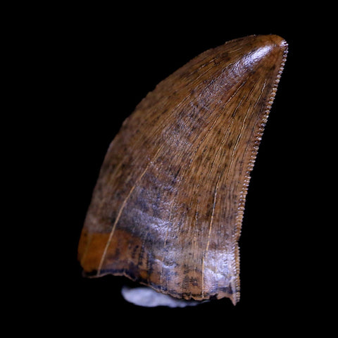 0.8" Nanotyrannus Tyrannosaurus Fossil Tooth Dinosaur Hell Creek MT COA Display - Fossil Age Minerals