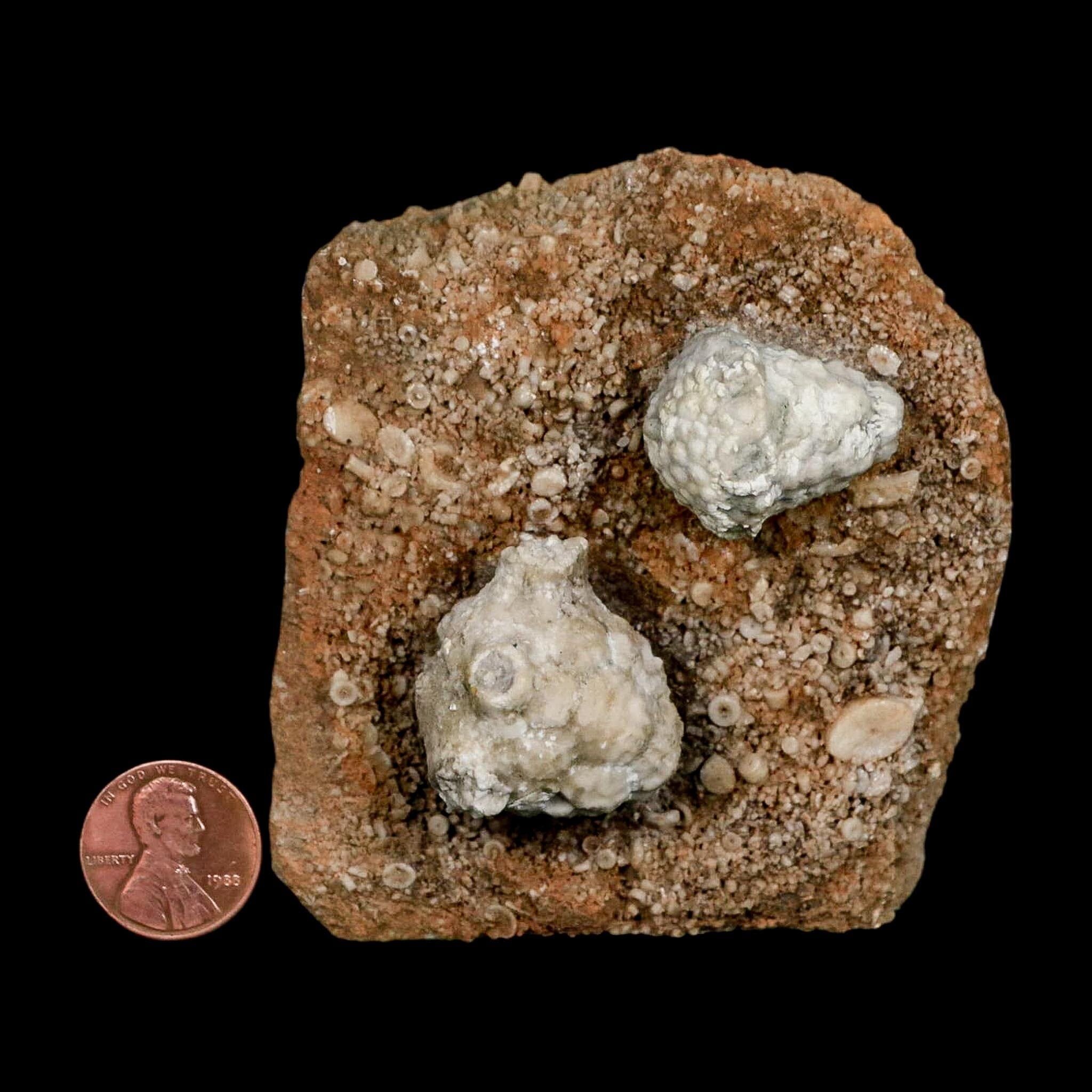 3.1" Actinocrinites Multiradiatus Crinoid Fossil Mississippian Age Burlington, Iowa - Fossil Age Minerals