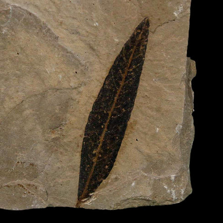 1.5" Detailed Cedrelospermum Nervosum Fossil Plant Leaf Eocene Age Green River FM UT