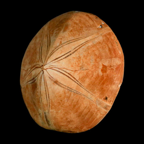 64MM Pygurus Marmonti Sea Urchin Fossil Sand Dollar Jurassic Age Madagascar - Fossil Age Minerals