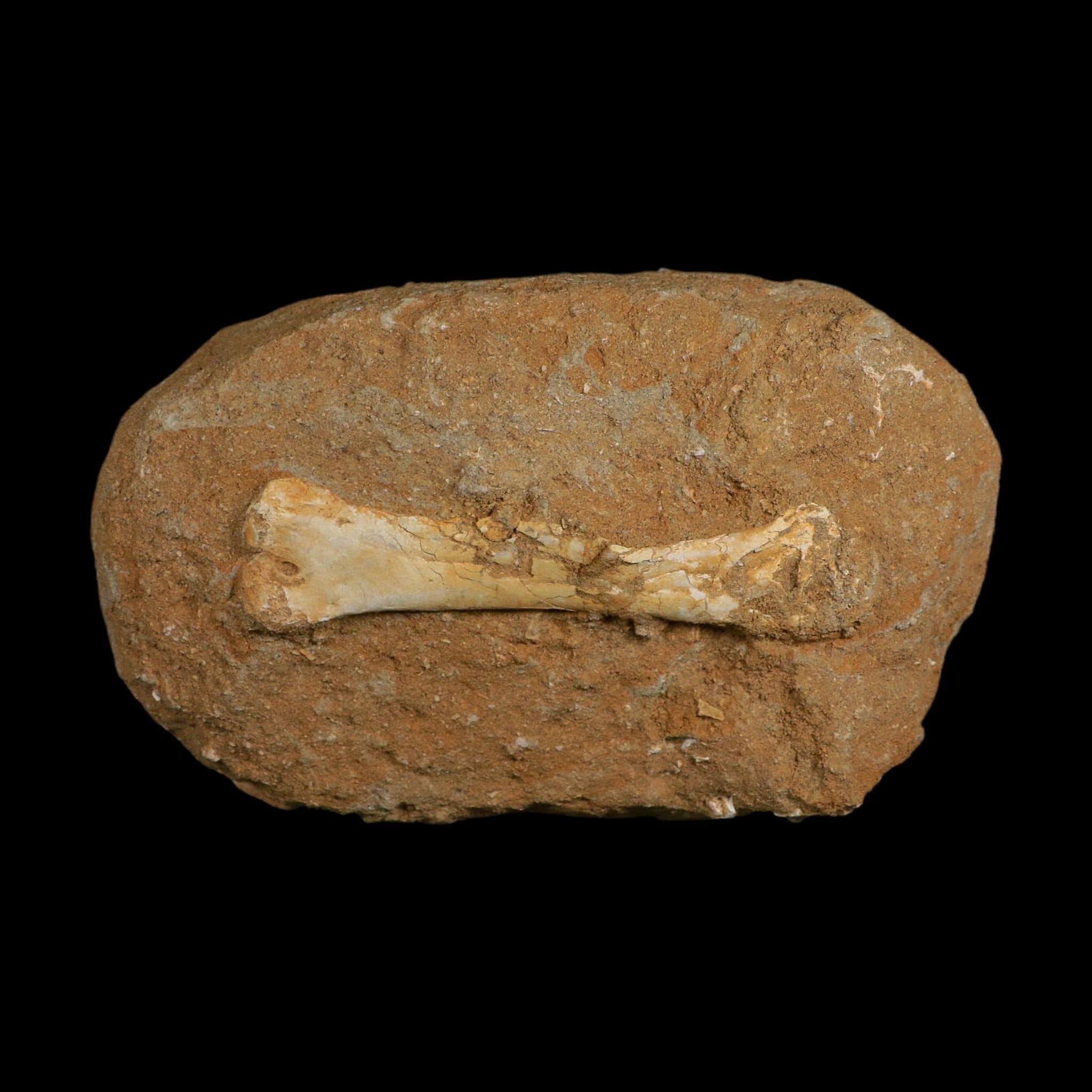 4.8" Pterosaur Tethydraco Regalis Fossil Bones Upper Cretaceous Morocco Stand COA