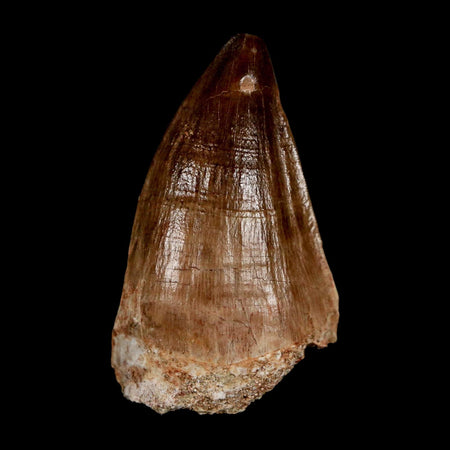 XL 2" Mosasaur Prognathodon Fossil Tooth Cretaceous Dinosaur Era COA & Stand