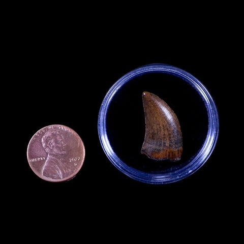 0.8" Nanotyrannus Tyrannosaurus Fossil Tooth Dinosaur Hell Creek MT COA Display - Fossil Age Minerals