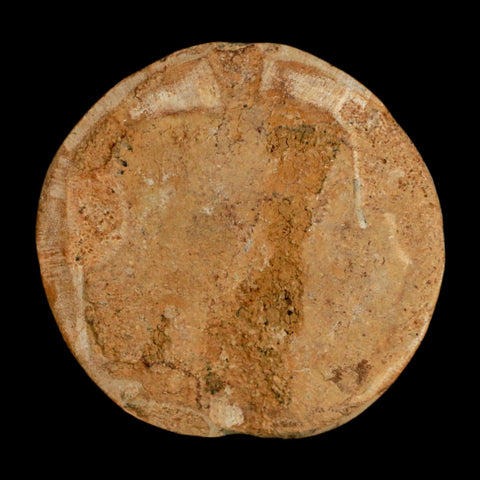 64MM Pygurus Marmonti Sea Urchin Fossil Sand Dollar Jurassic Age Madagascar - Fossil Age Minerals