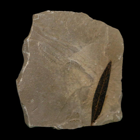 1.5" Detailed Cedrelospermum Nervosum Fossil Plant Leaf Eocene Age Green River FM UT - Fossil Age Minerals