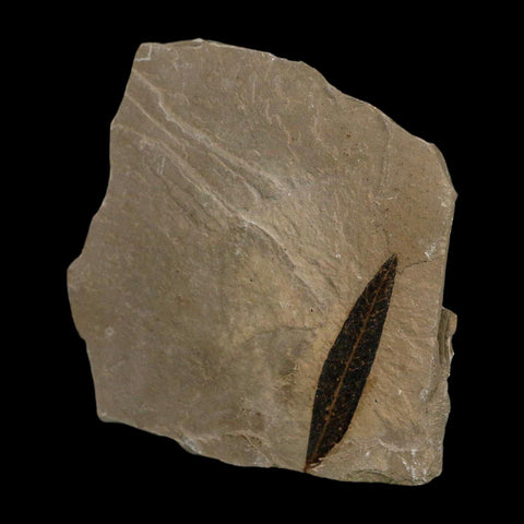 1.5" Detailed Cedrelospermum Nervosum Fossil Plant Leaf Eocene Age Green River FM UT - Fossil Age Minerals