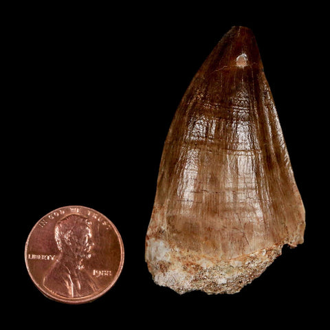 XL 2" Mosasaur Prognathodon Fossil Tooth Cretaceous Dinosaur Era COA & Stand