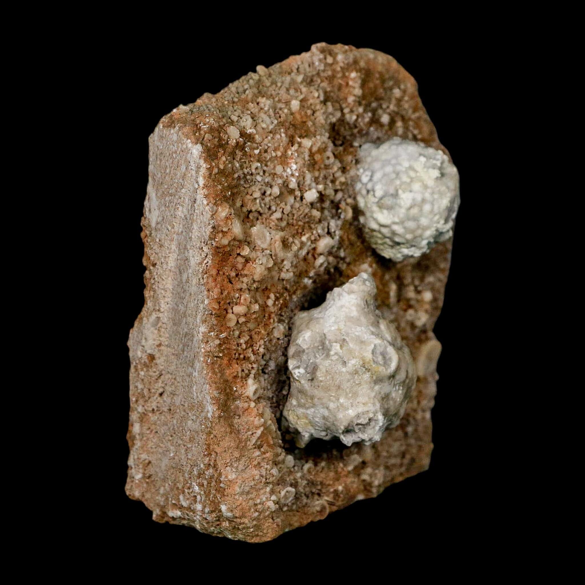 3.1" Actinocrinites Multiradiatus Crinoid Fossil Mississippian Age Burlington, Iowa - Fossil Age Minerals