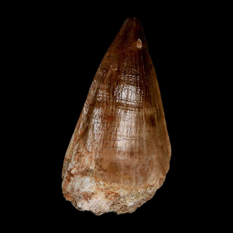 XL 2" Mosasaur Prognathodon Fossil Tooth Cretaceous Dinosaur Era COA & Stand