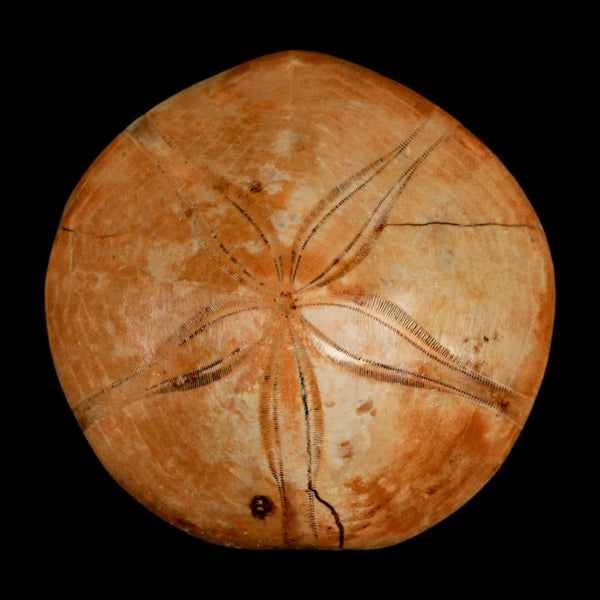 61MM Pygurus Marmonti Sea Urchin Fossil Sand Dollar Jurassic Age Madagascar