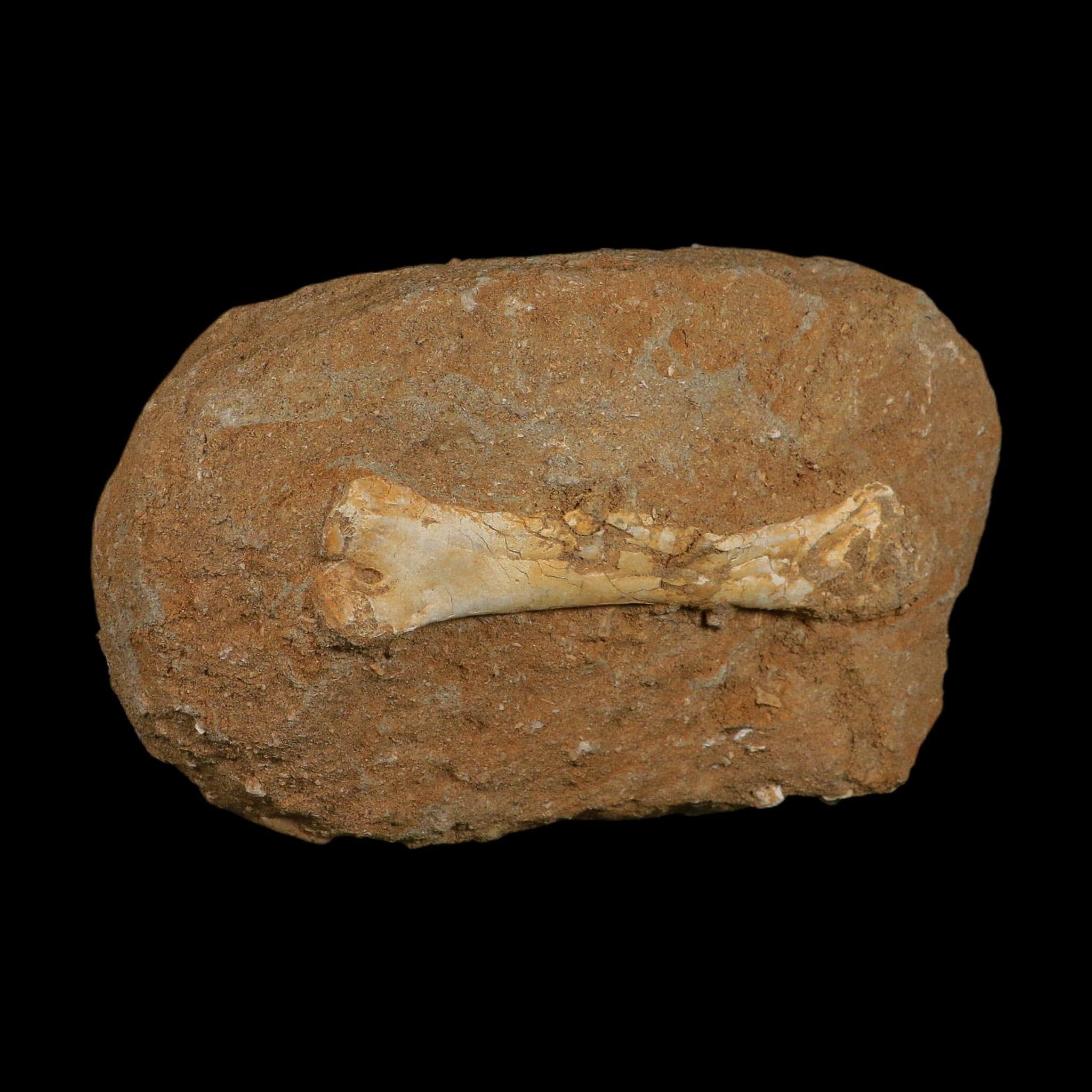 4.8" Pterosaur Tethydraco Regalis Fossil Bones Upper Cretaceous Morocco Stand COA