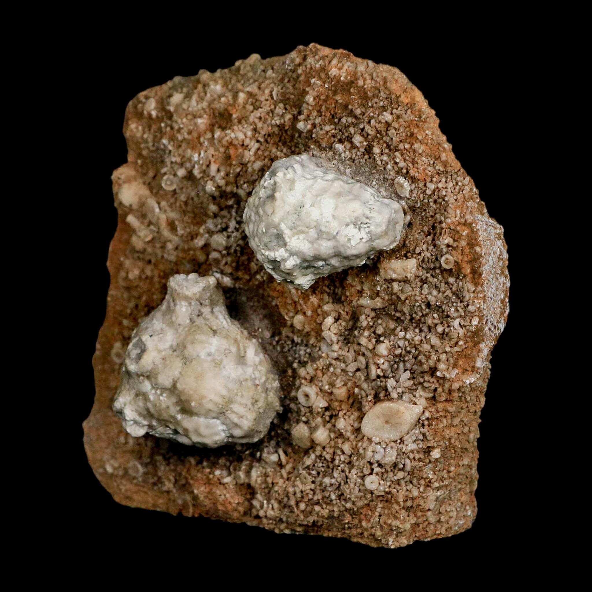 3.1" Actinocrinites Multiradiatus Crinoid Fossil Mississippian Age Burlington, Iowa - Fossil Age Minerals