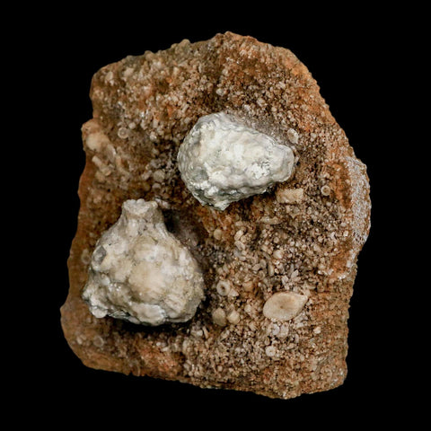 3.1" Actinocrinites Multiradiatus Crinoid Fossil Mississippian Age Burlington, Iowa - Fossil Age Minerals