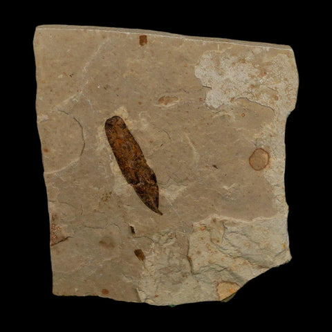 1.1" Caesalpinia Pecorae Divi Divi Trees Fossil Plant Leaf Eocene Age Uintah Utah - Fossil Age Minerals
