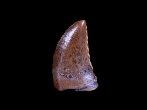 0.5" Tyrannosaur Serrated Fossil Tooth Cretaceous Dinosaur Judith River FM MT COA - Fossil Age Minerals