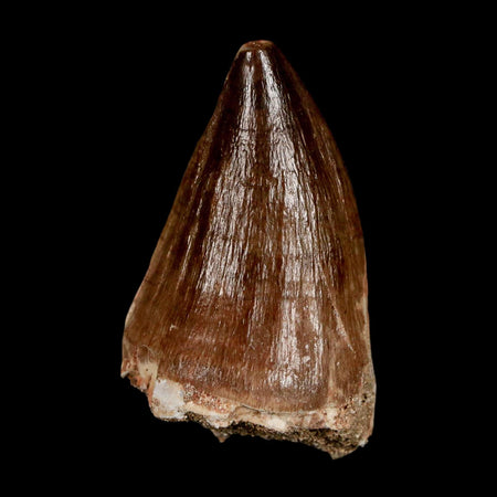 XL 2" Mosasaur Prognathodon Fossil Tooth Cretaceous Dinosaur Era COA & Stand