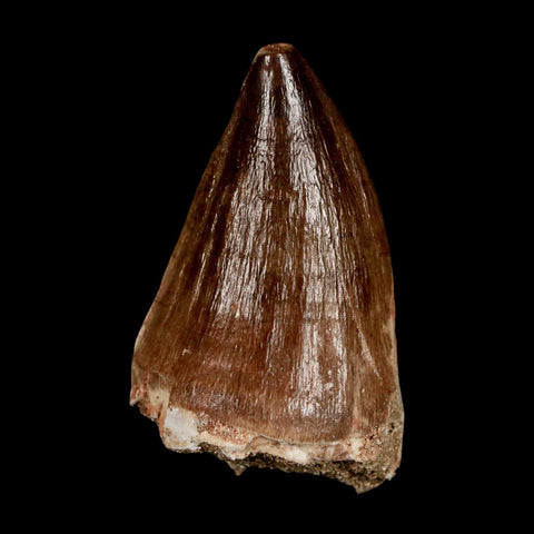 XL 2" Mosasaur Prognathodon Fossil Tooth Cretaceous Dinosaur Era COA & Stand