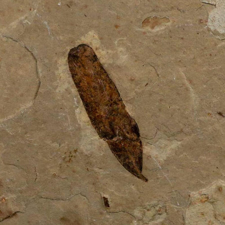1.1" Caesalpinia Pecorae Divi Divi Trees Fossil Plant Leaf Eocene Age Uintah Utah