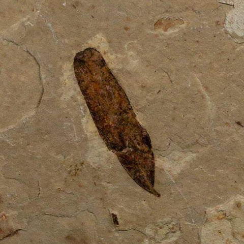 1.1" Caesalpinia Pecorae Divi Divi Trees Fossil Plant Leaf Eocene Age Uintah Utah - Fossil Age Minerals