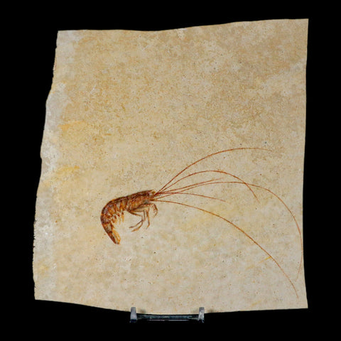 4.7" Antrimpos Fossil Shrimp Upper Jurassic Age Solnhofen FM Germany COA Stand - Fossil Age Minerals