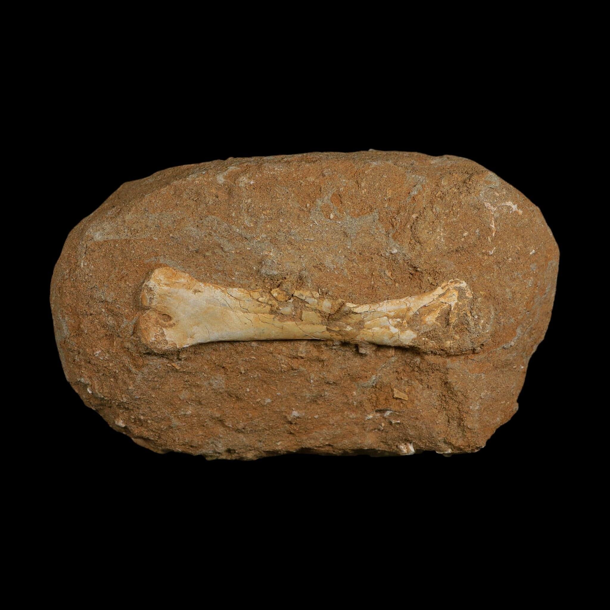4.8" Pterosaur Tethydraco Regalis Fossil Bones Upper Cretaceous Morocco Stand COA