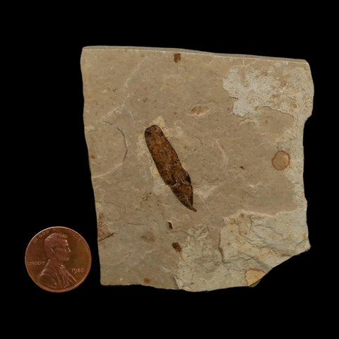 1.1" Caesalpinia Pecorae Divi Divi Trees Fossil Plant Leaf Eocene Age Uintah Utah - Fossil Age Minerals