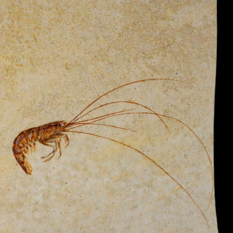 4.7" Antrimpos Fossil Shrimp Upper Jurassic Age Solnhofen FM Germany COA Stand - Fossil Age Minerals