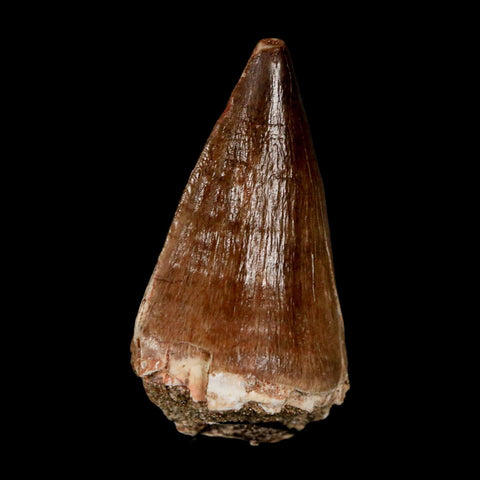 XL 2" Mosasaur Prognathodon Fossil Tooth Cretaceous Dinosaur Era COA & Stand