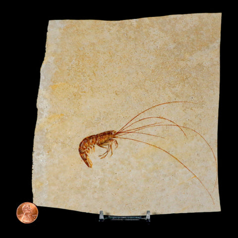 4.7" Antrimpos Fossil Shrimp Upper Jurassic Age Solnhofen FM Germany COA Stand - Fossil Age Minerals