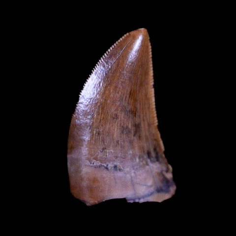 0.5" Tyrannosaur Serrated Fossil Tooth Cretaceous Dinosaur Judith River FM MT COA - Fossil Age Minerals